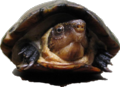 Turtle-sized.png